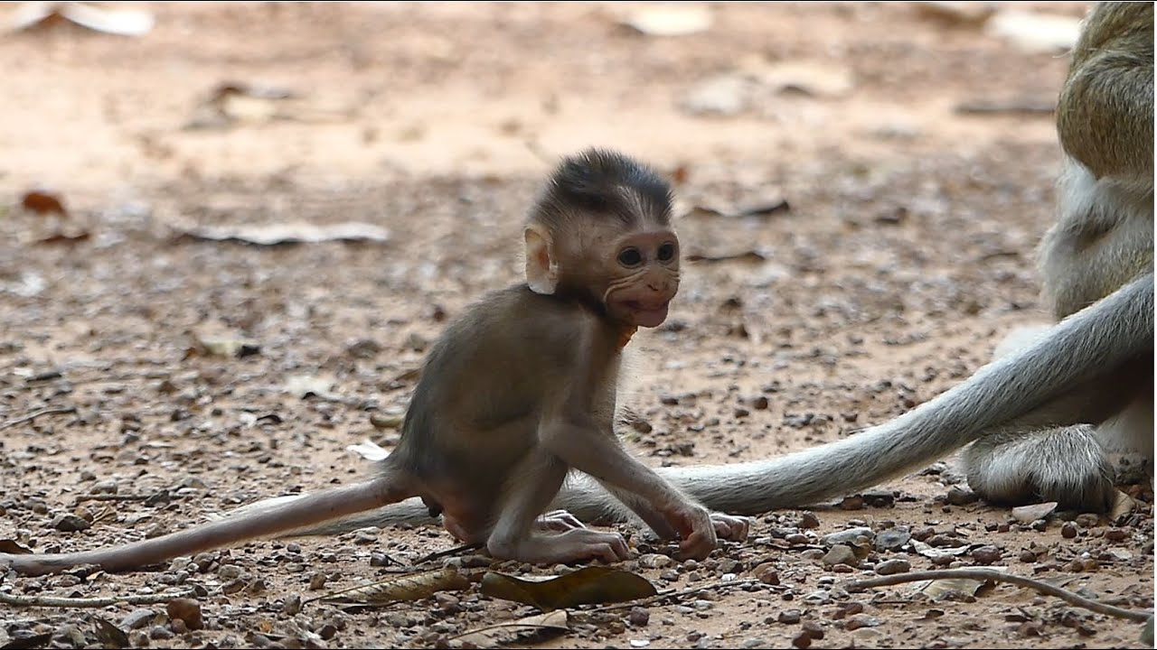 OMG! Baby Monkey Mariel Scared Sankra Screaming Until Pass Stool. Sankra Is So Mean In troop Family.