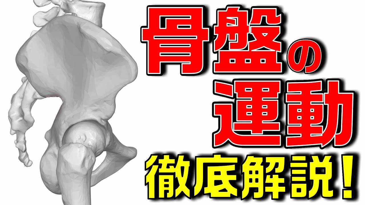 リハビリで骨盤に対する評価及び治療を実施する為に、骨盤の運動について徹底解説します！【機能解剖学×理学療法士】