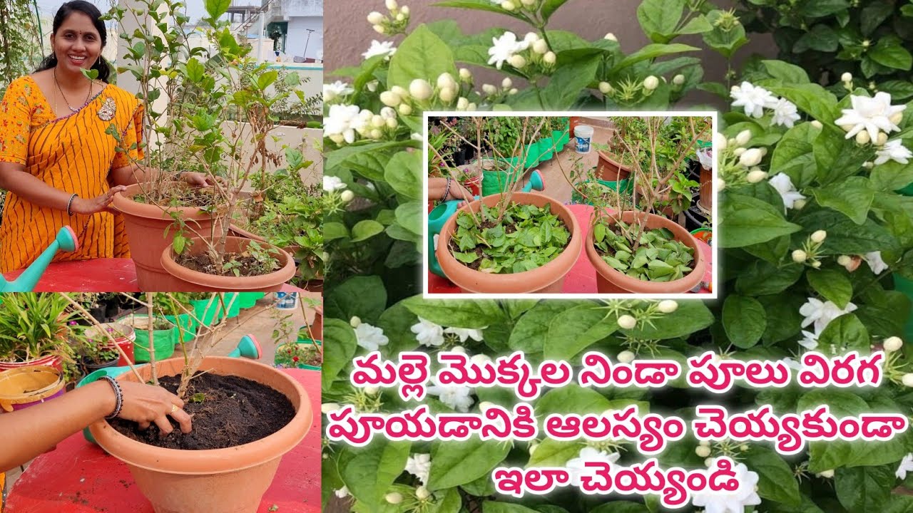 Jasmine plant growing tips | jasmine plant care | how to get more blooms on jasmine plant