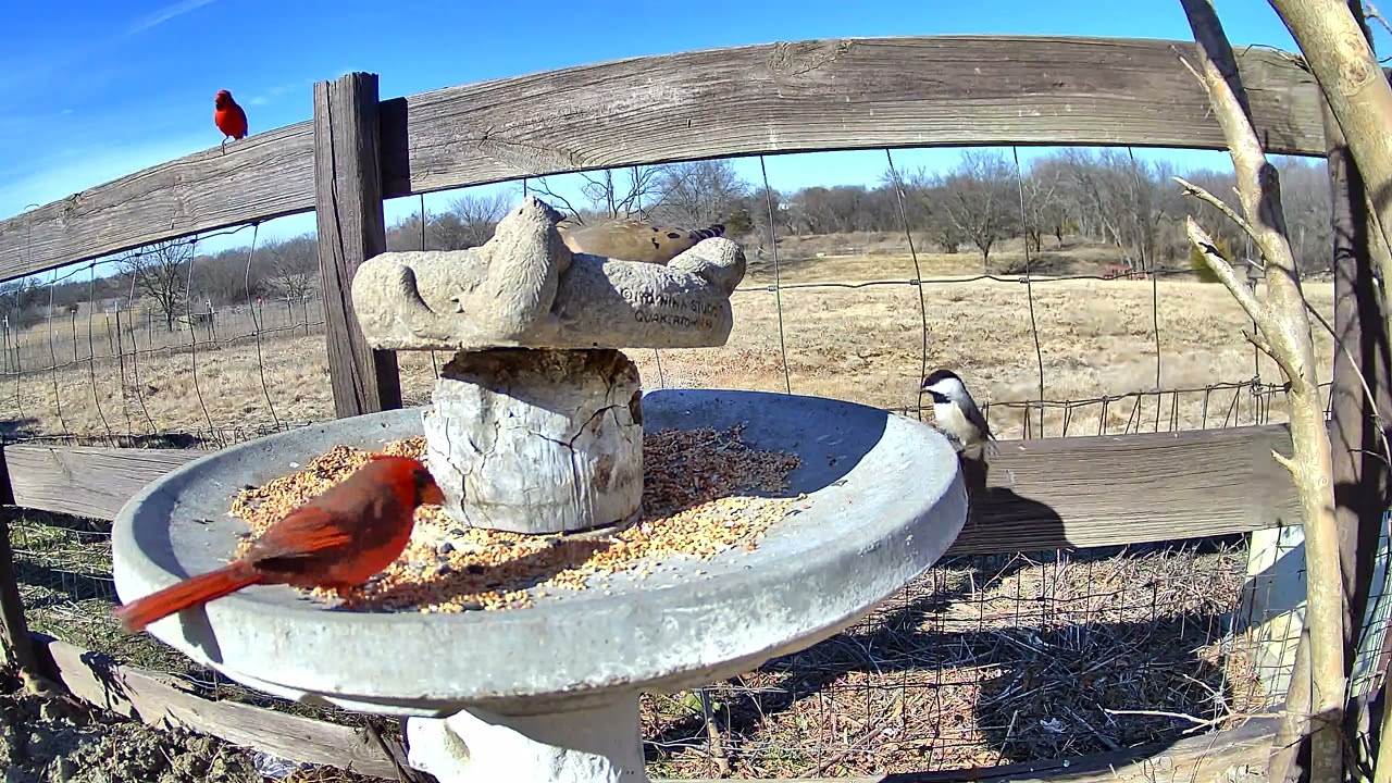 Bird didn’t want to share his food
