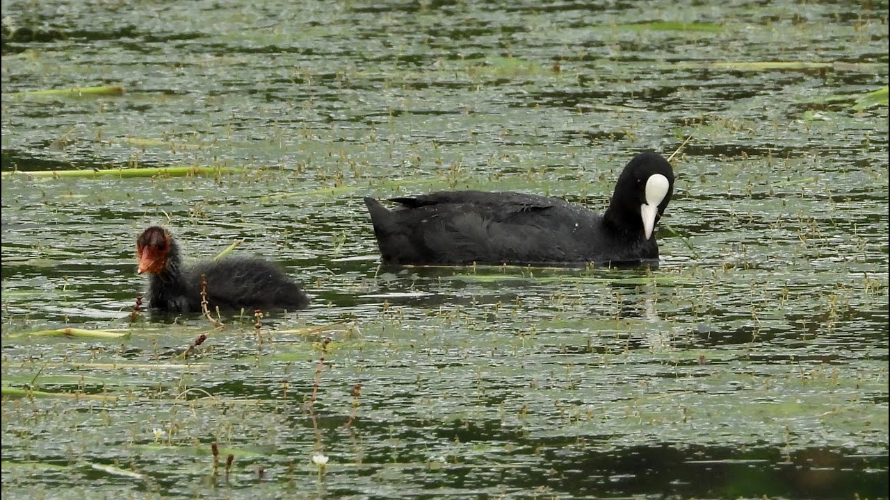 Nad stawem w czerwcu - ptaki wodne / At the pond in June - waterfowl