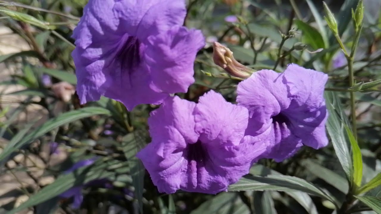 Beautiful Purple Flower  - Free  Focus  flower Video Background HD