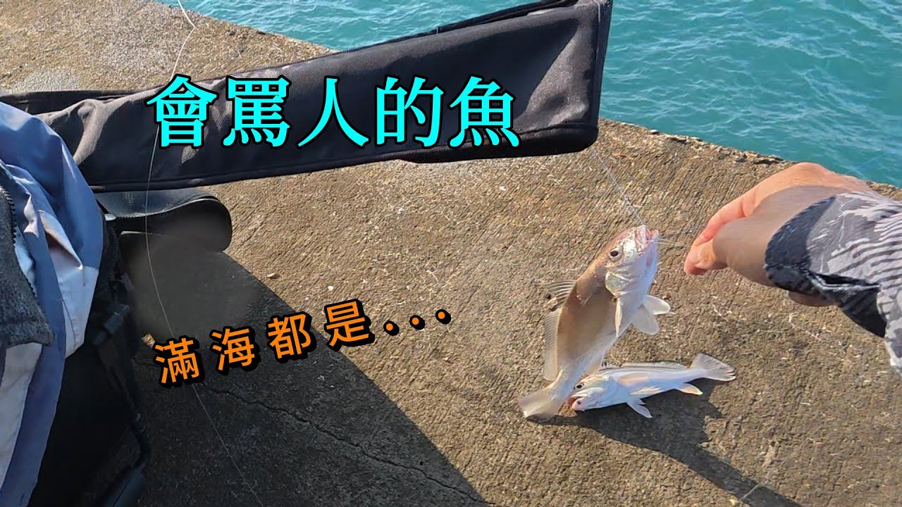 台中港北堤美味的魚種大咬啦...上岸還會罵人欸 #南投小江 #釣魚 #Fishing #Mancing #釣り