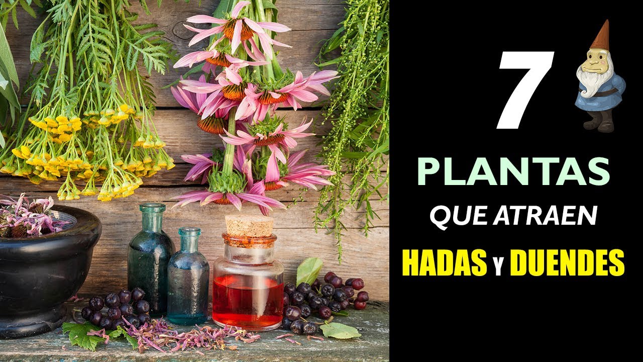 7 Plantas para atraer Hadas y Duendes