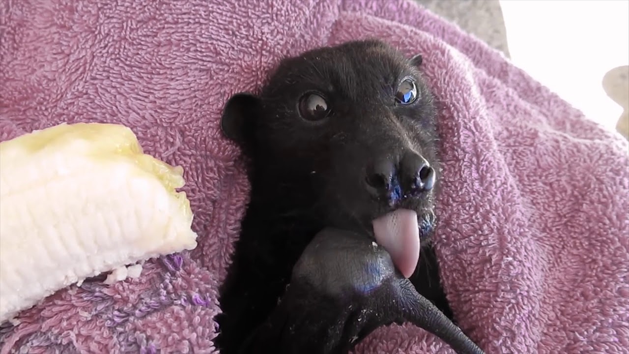 Best of fruit bats eating bananas compilation