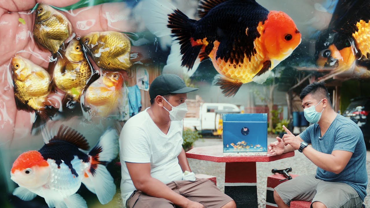 FV VLOG #110: Visiting J&D Goldfish Farm in Davao City