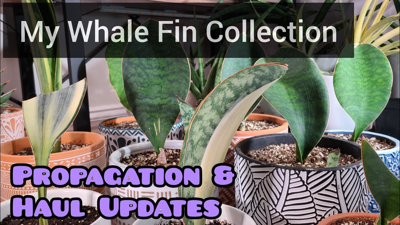 Whale Fin Propagation & Haul Update