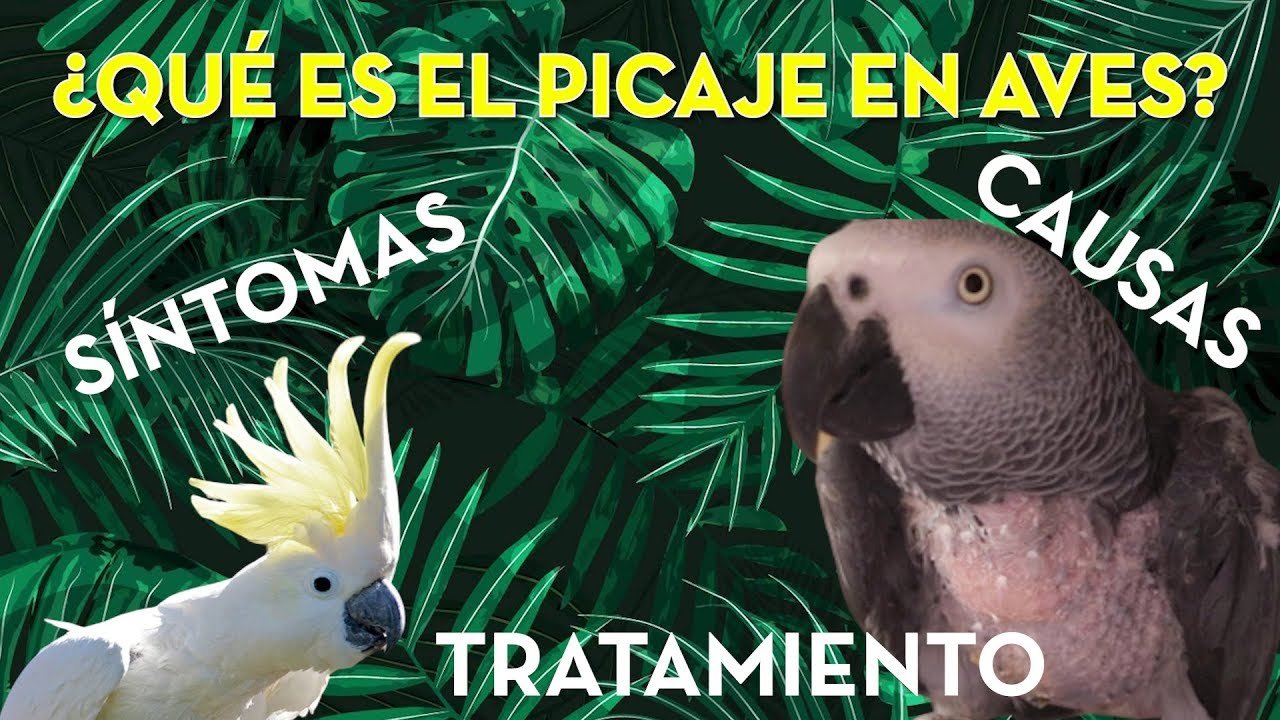 ¿QUÉ ES Y CÓMO TRATAR EL PICAJE? Causas y consecuencias.