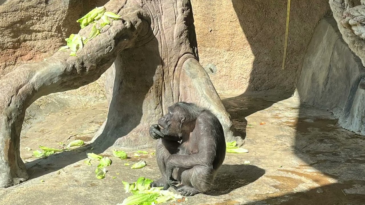 Mitjans al Zoo de Barcelona
