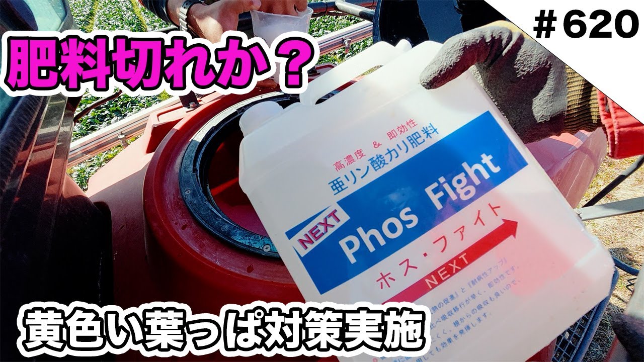 肥料切れ発生か？　黄色い葉っぱ対策実施