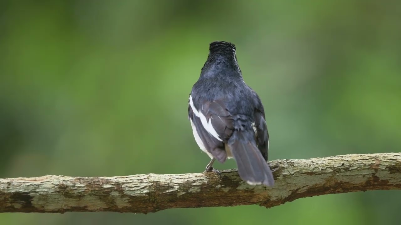 Magpie Robin May 3rd 2025   4K