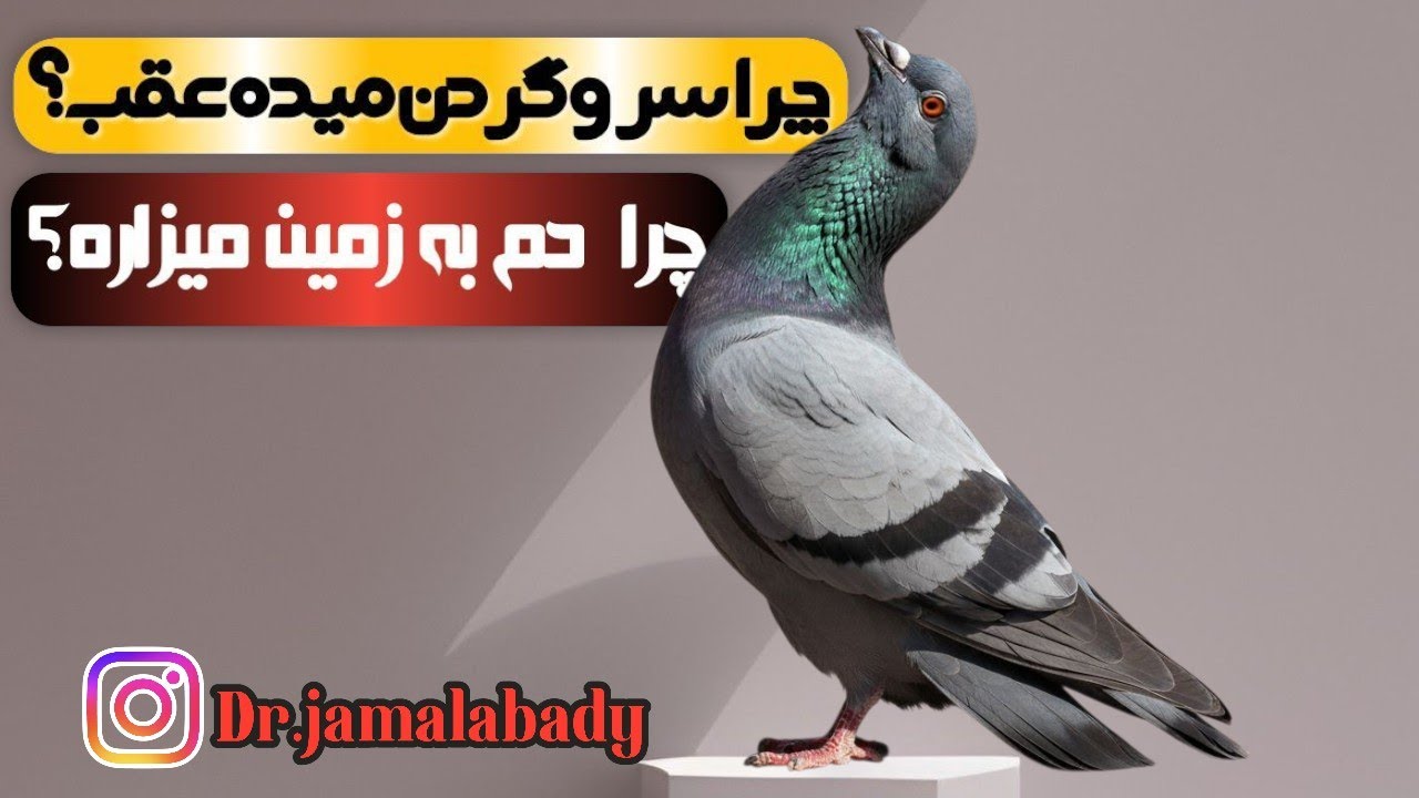 چرا پرنده دُم به زمین میزاره؟ - چرا پرنده سر و سینه و گردن رو به عقب میده؟