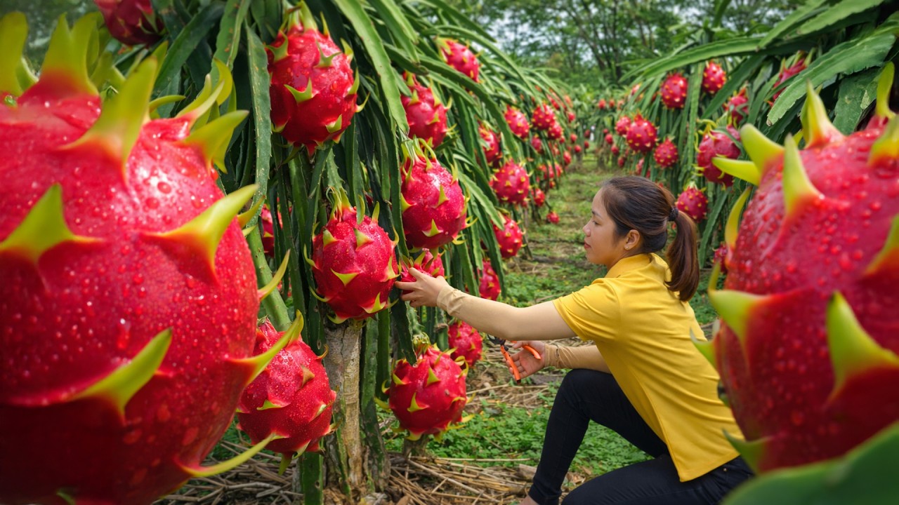 Harvesting 1000+ Kg Giant Red Ripe Dragon Fruit To Sell At Market | Tieu Ca Free Bushcraft