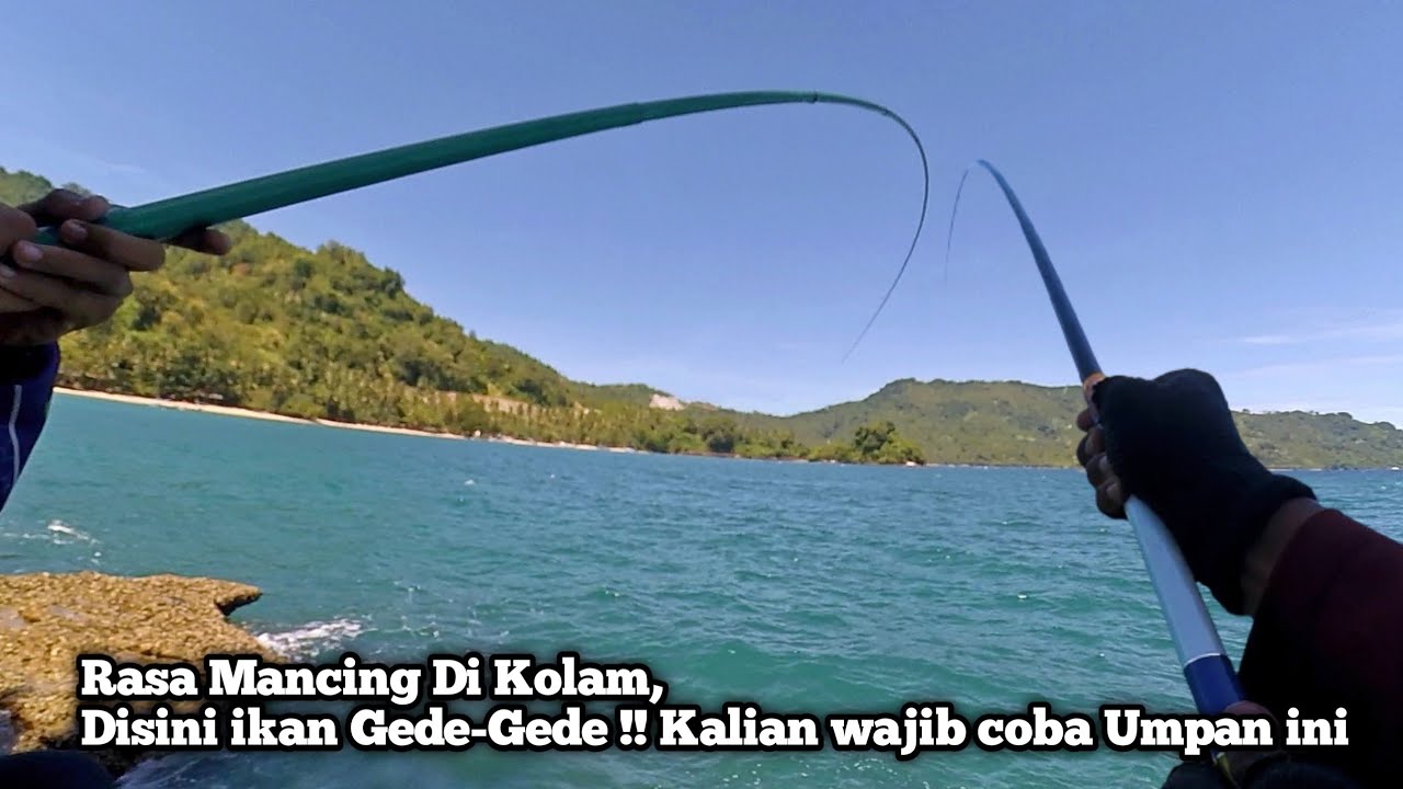 RASA MANCING DI KOLAM IKANNYA GEDE GEDE, UMPAN TERBAIK MANCING TEGEK DI LAUT