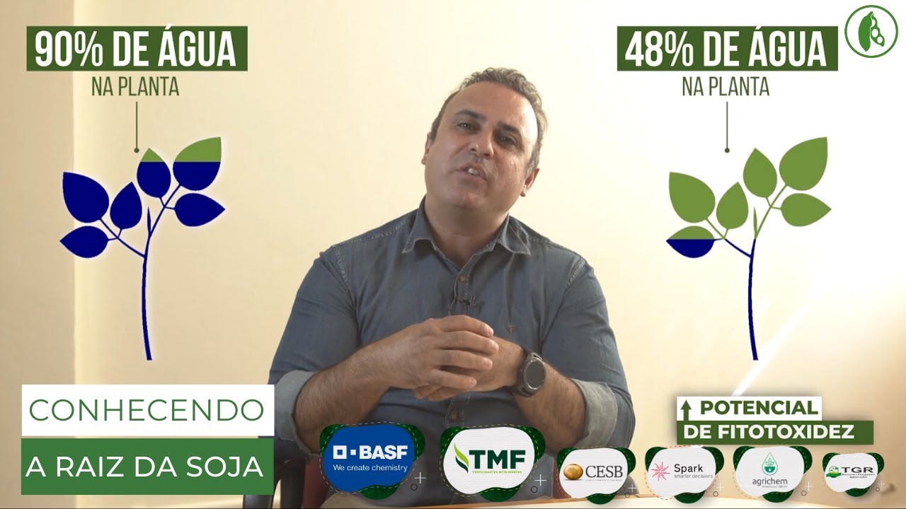 Conhecendo a raiz de soja