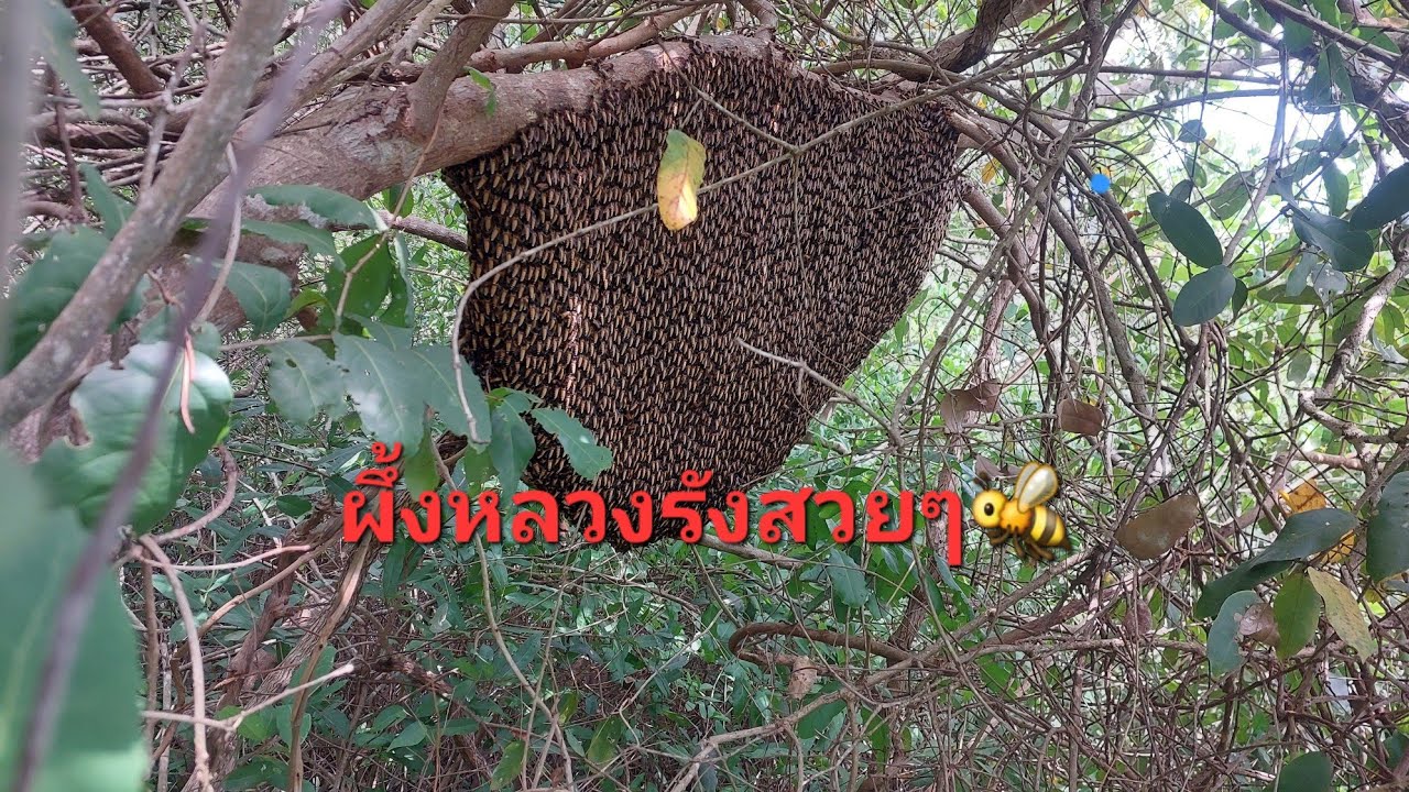 ออกหมายหาผึ้งหลวง🐝🐝อีกเช่นเคยครับ