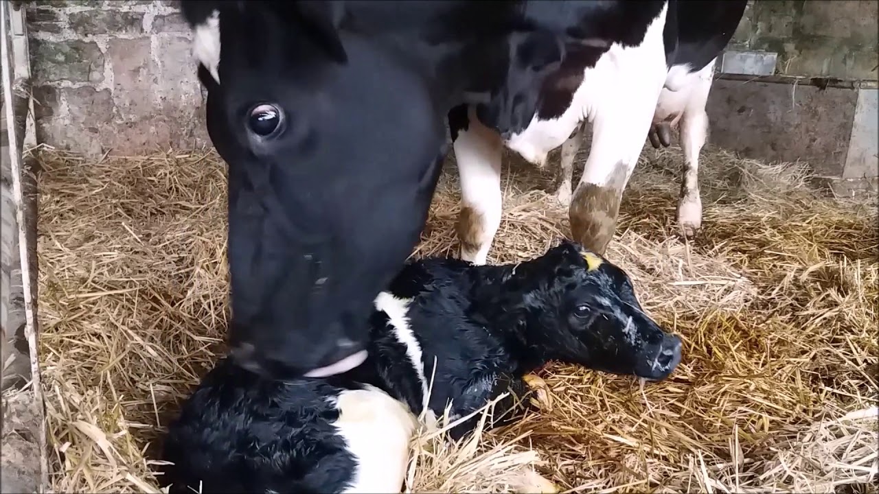 New born calf being licked by its mum