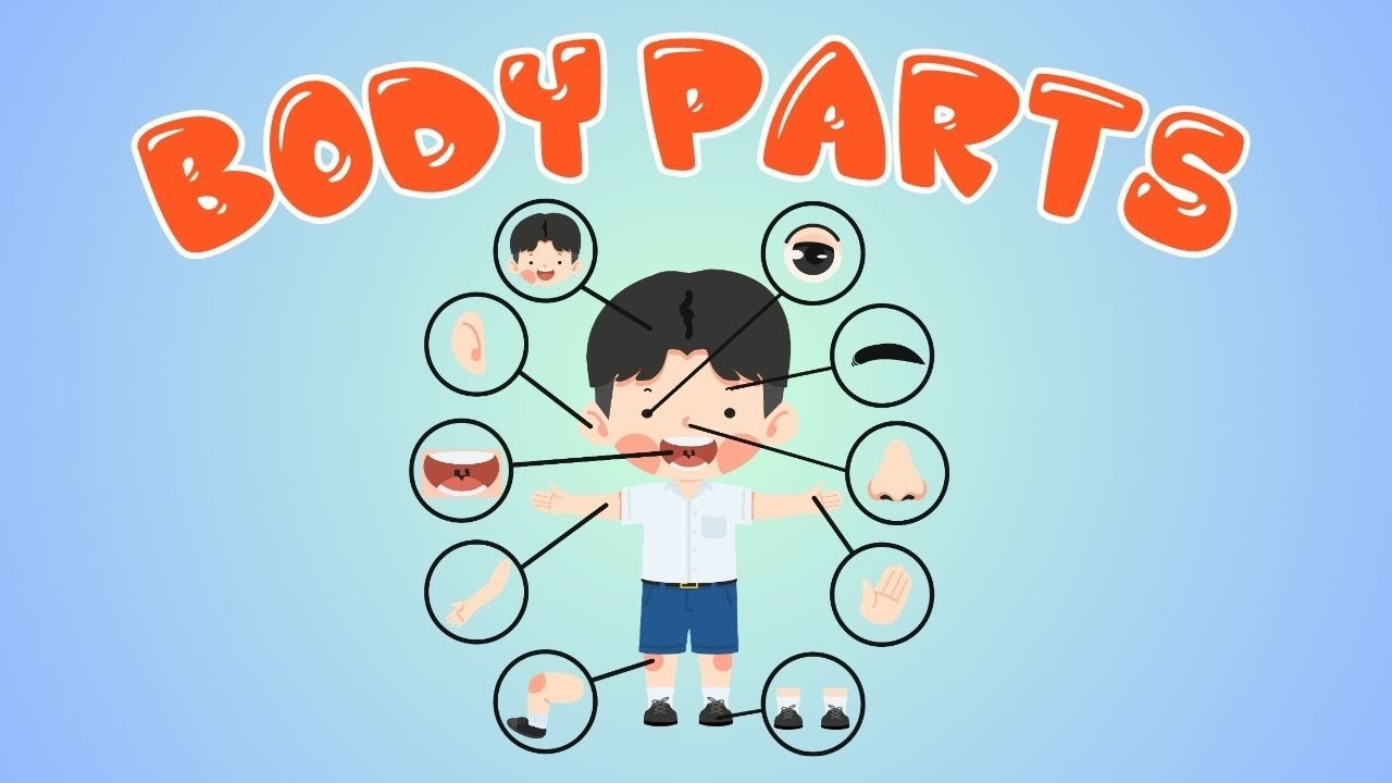 Learn Body Parts with Wonderkids | Fun & Interactive Learning for Kids.