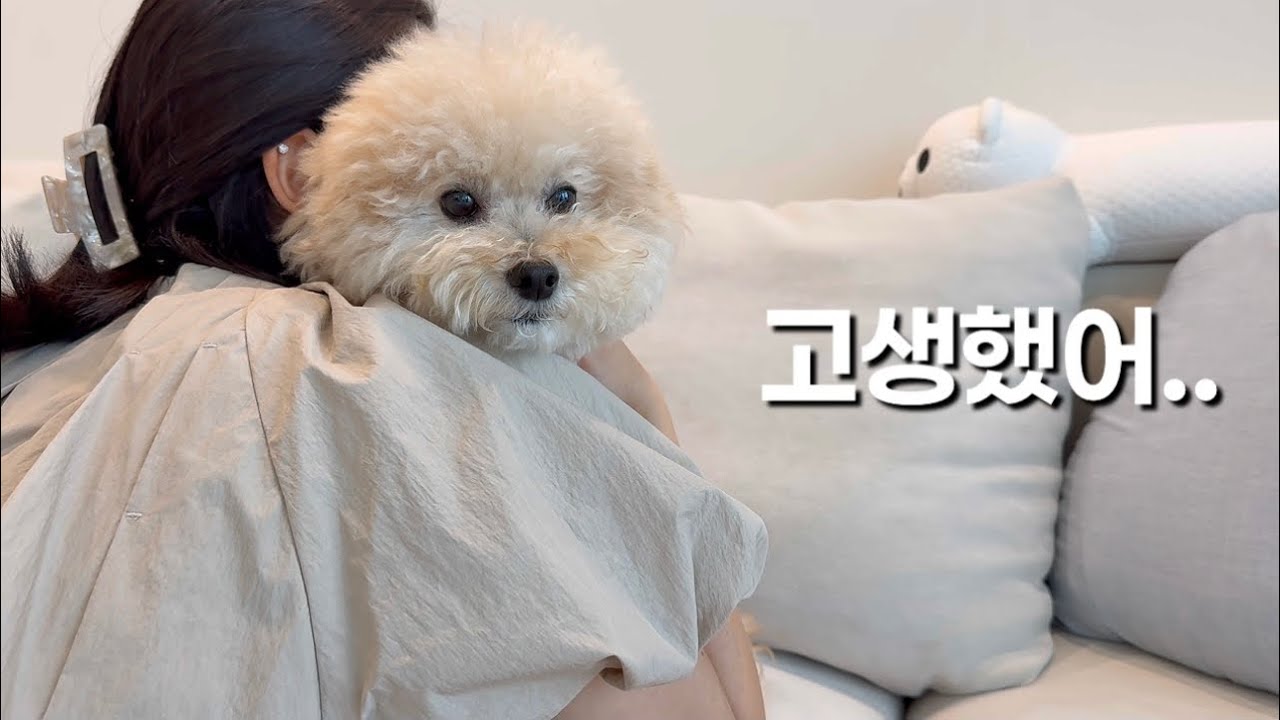 죽다 살아난 내 강아지..내 옆에 있어줘서 고마워