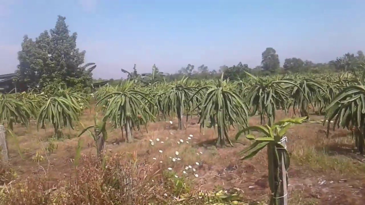 Kawasan wisata pertania