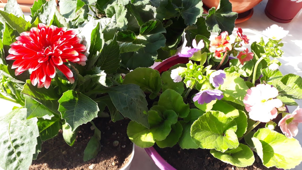 Yıldız Çiçeği, 11 ay çiçekleri, sardunya cumartesi pazarından aldıklarım 🌱ve hediyem