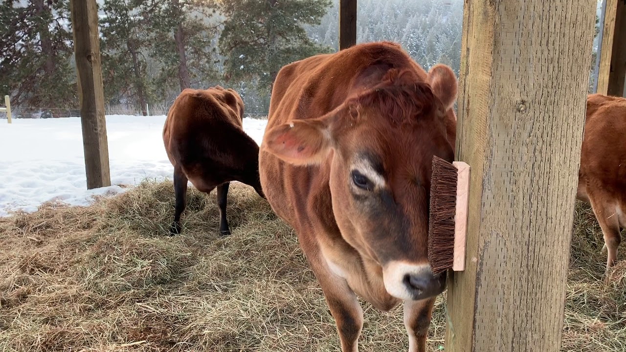 Nutmeg Steer using a brush to scratch his face