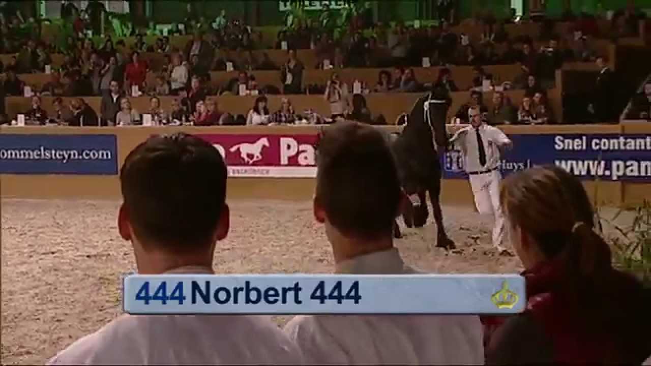 KFPS Hengstenkeuring 2013: kampioenskeuring jongere hengsten