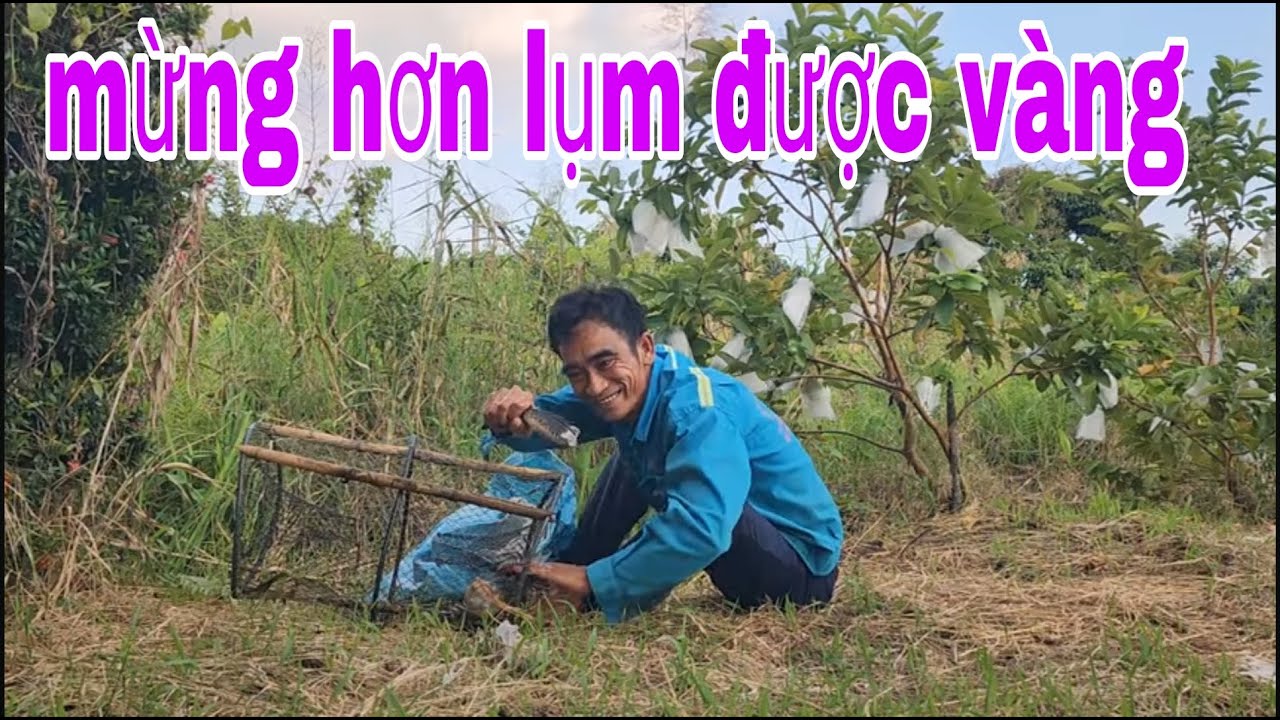 Thăm Lờ Cá Lóc Buổi Chiều Dính Được Con Cá Lóc La Muốn Bể Khu Vườn # SĂN BẮT ĐỒNG THÁP #