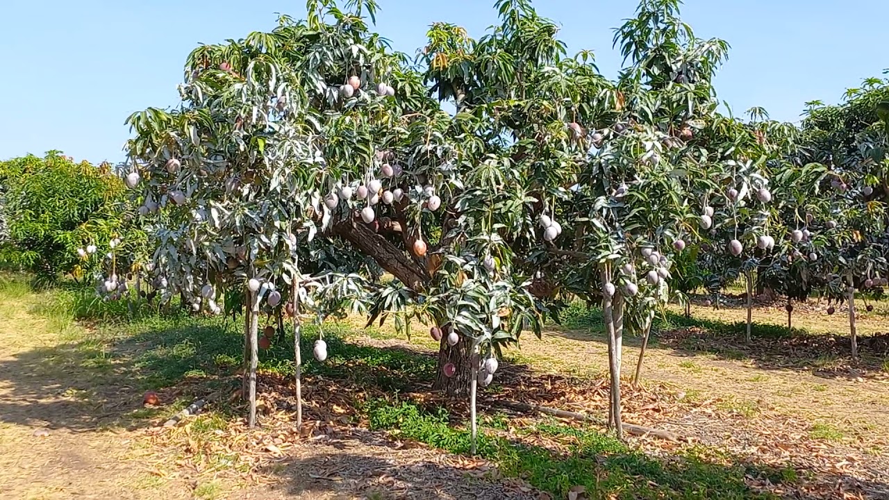 Espaçamento 2