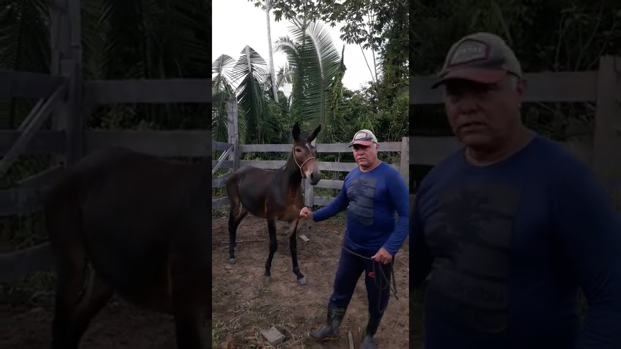 Como encabrestar uma mula braba