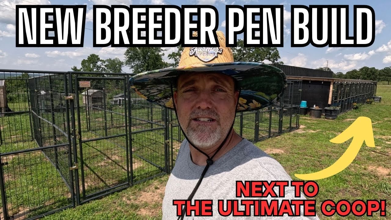 Expanding Our Chicken Breeder Pens! New Setup Next to Our ULTIMATE Shipping Container Chicken Coop!