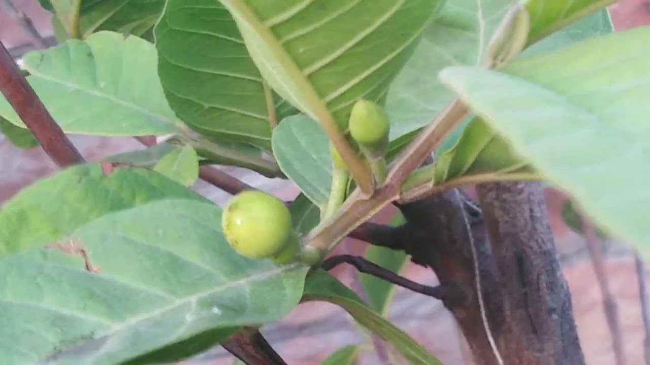 guava plant /mere plants#