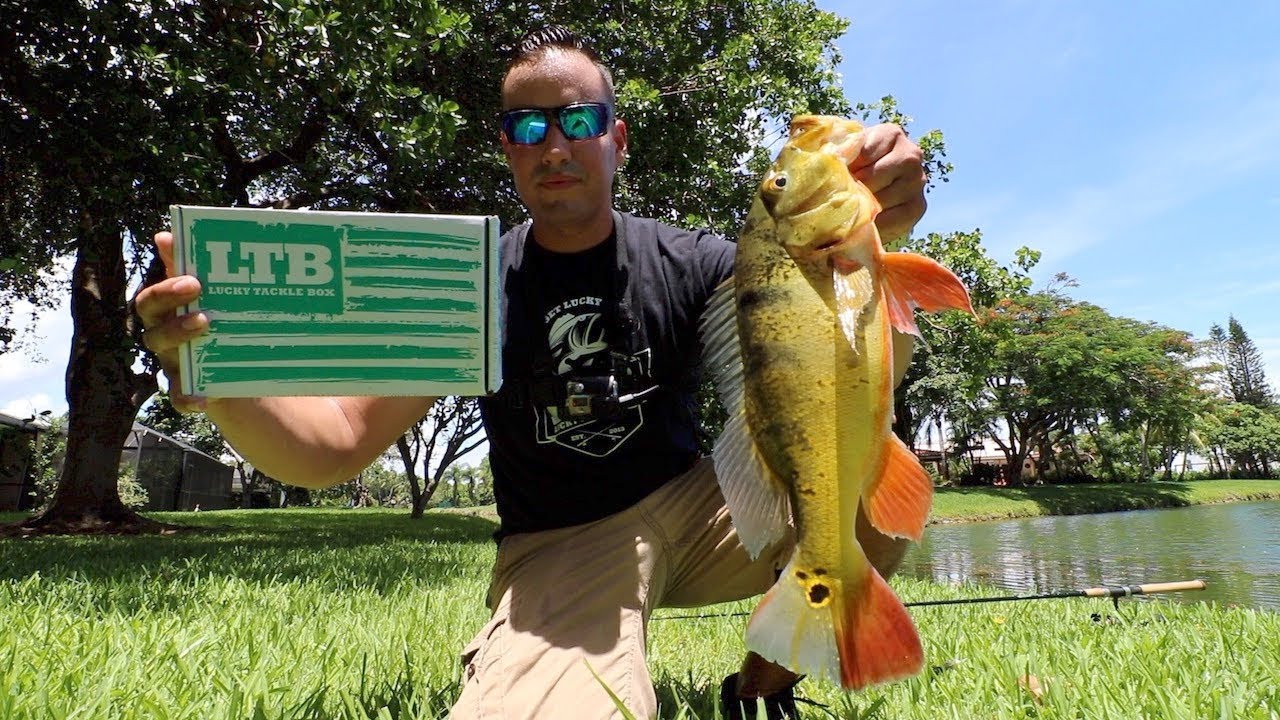 Why Do Peacock Bass LOVE THIS BAIT!?!? Lucky Tackle Box Unboxing
