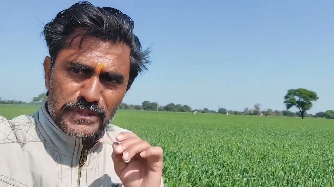 मेरी HI-1650 और GW-513 तीन पानी 61 दिन की फ़सल