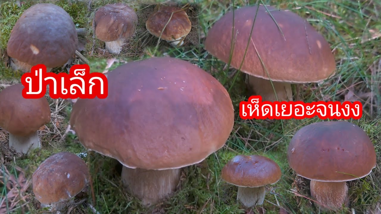 เก็บเห็ดป่าเล็กแต่เห็ดขึ้นเยอะตะกร้าหนักถุงก็หนัก