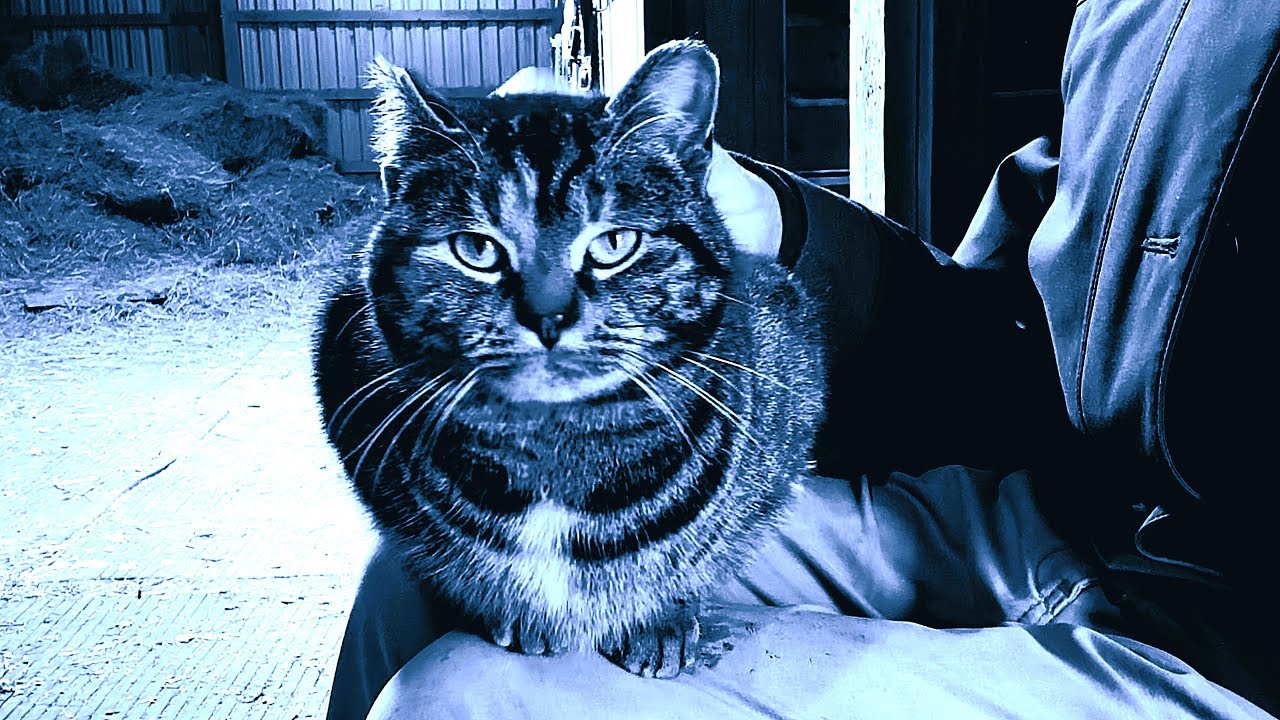 Winter Morning Farm Activities | Wild Birds, Horses and Cats.