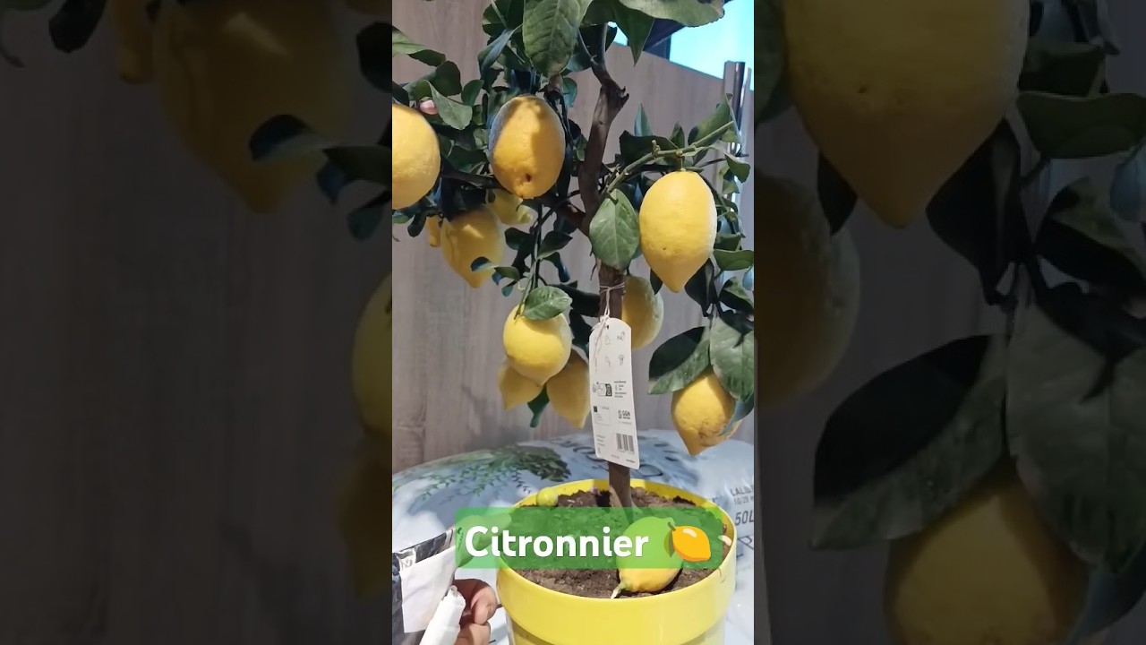 Citronnier, citron 🍋 id&eacute;e pour plante de balcon et jardin