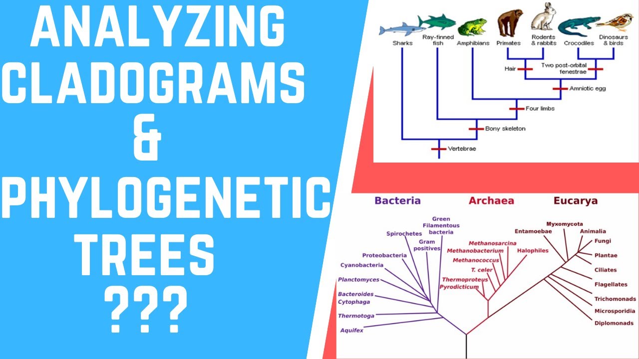 How to Analyze Cladograms & Phylogenetic Trees?