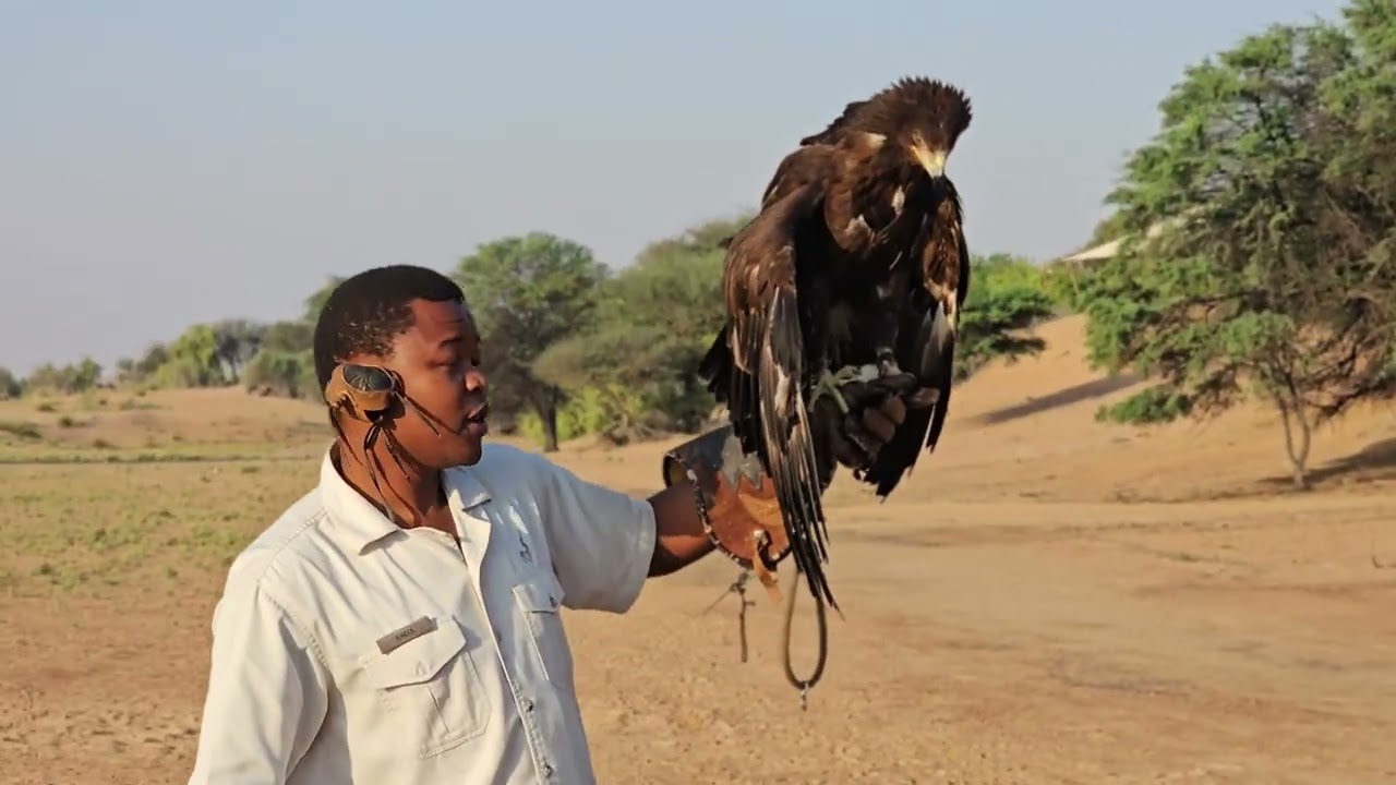 Eagle exposing it's sharp talons