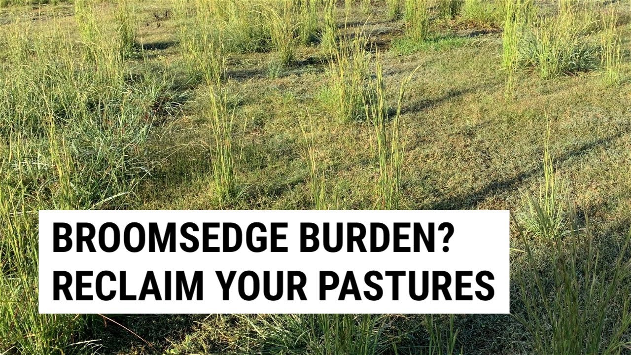 Eliminating Broomsedge With Phosphorus