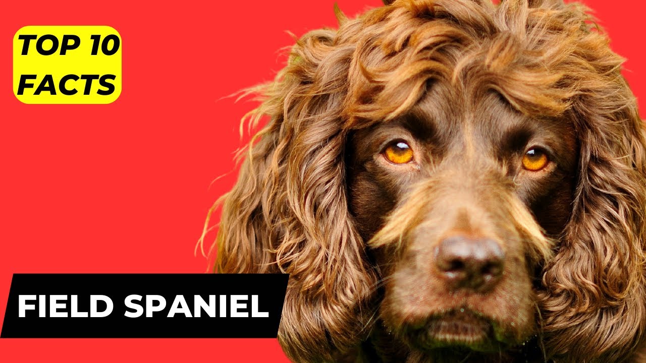 Field Spaniel TOP 1O FACTS & 👉 ( MOST POPULAR Field Spaniel Questions ANSWERED)