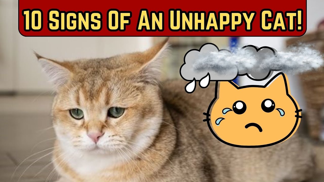 How Does An Unhappy Cat Act?