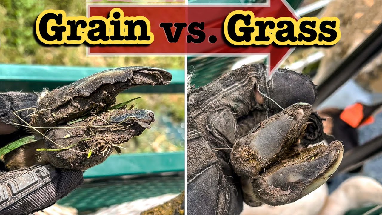 🤯 GRASS FED HOOVES vs. GRAIN FED HOOVES. // HOW TO TRIM HOOVES ON SHEEP & GOATS | HOOF CARE