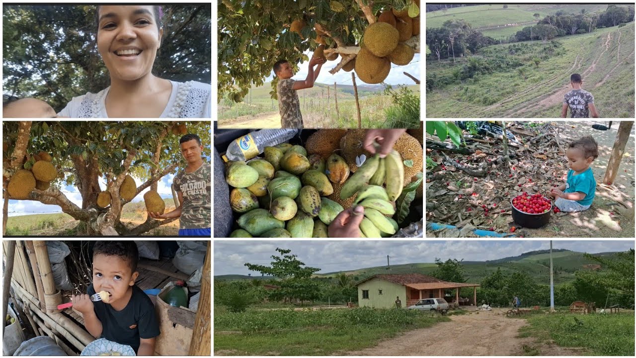 TOUR na terra da nova roceira da família😄colhemos muitas frutas no recanto pra distribuir pra galera