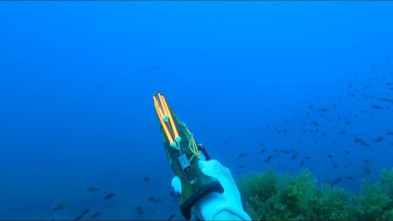 Witnessing the speed of the Blue Runner (Caranx Crysos). Spearfishing Malta.