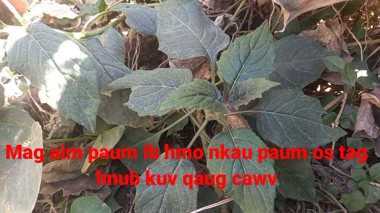  40 Xyoo koj Muab Kuv Tso Tsheg Kuv Tseem Tsis Tau Tuag Os Me Koj Niam 