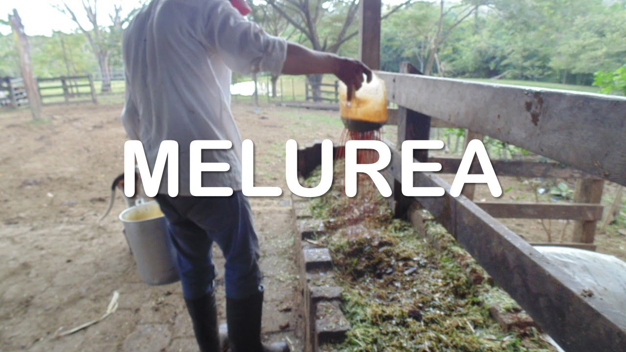 MELUREA