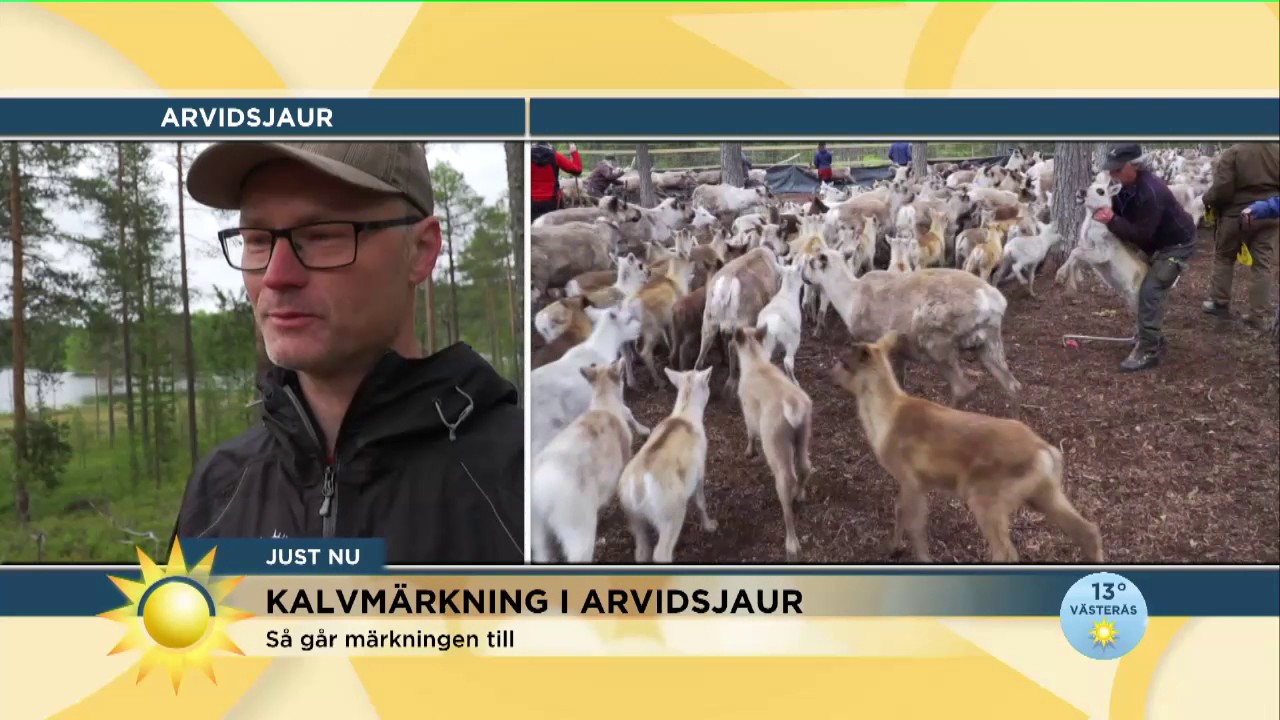 Den stora kalvmärkningen i Arvidsjaur är igång - Nyhetsmorgon (TV4)