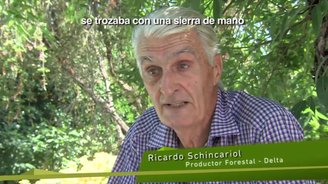 Las islas del tesoro: la riqueza forestal del Delta