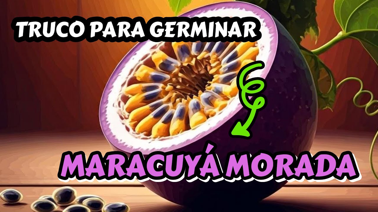 Como germinar semillas de Maracuyá 100% efectivo